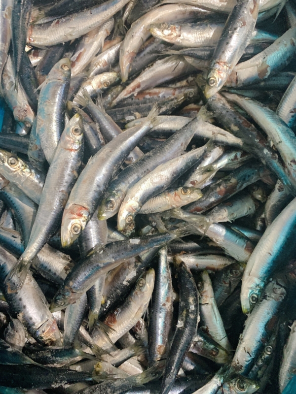 Sardines - $8.50 kg - Raw 2