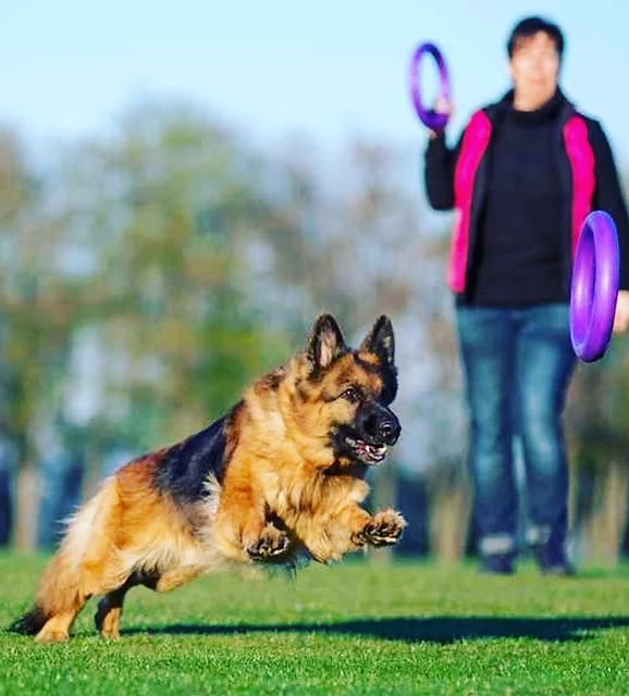Puller - dog training toy 2